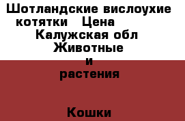 Шотландские вислоухие котятки › Цена ­ 5 000 - Калужская обл. Животные и растения » Кошки   